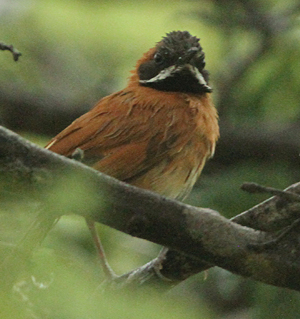 A very web White-whiskered Spinetail. Photo by Steve Bird.