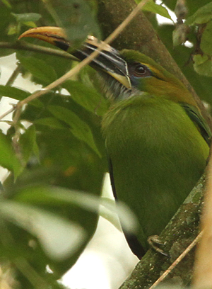 Yellow-billed Toucanet. Photo Steve Bird.