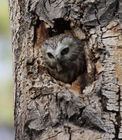 Boreal Owl © A. Cunniffe