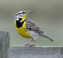 Western Meadowlark © A. Cunniffe