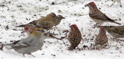 Brown-capped Rosy Finch & others © Dominic Mitchell 