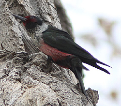 Lewis's Woodpecker © Dominic Mitchell