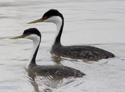 Western Grebe © Dominic Mitchell 