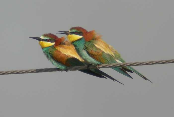 European Bee-eater 