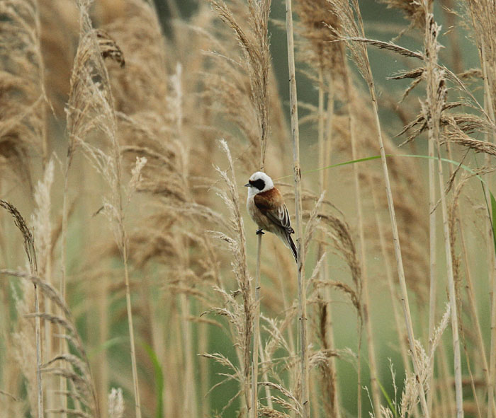 Penduline Tit 