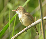 Reed Warbler