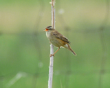 Sedge Warbler