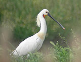 Eurasian Spoonbill