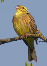 Yellowhammer