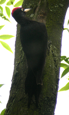 Black Woodpecker. Photo by Mike & Julie Lockyear.