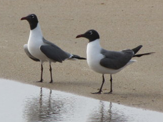 Laughing Gulls. Photo by Denise Jernigan. 