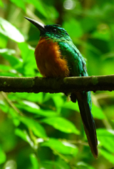 Great Jacamar