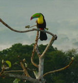 Keel-billed Toucan