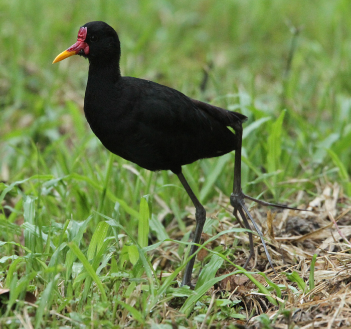 Wattled Jacana 