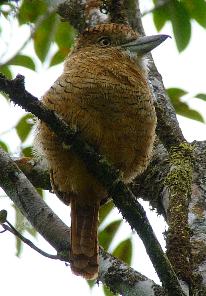 Barred Puffbird 