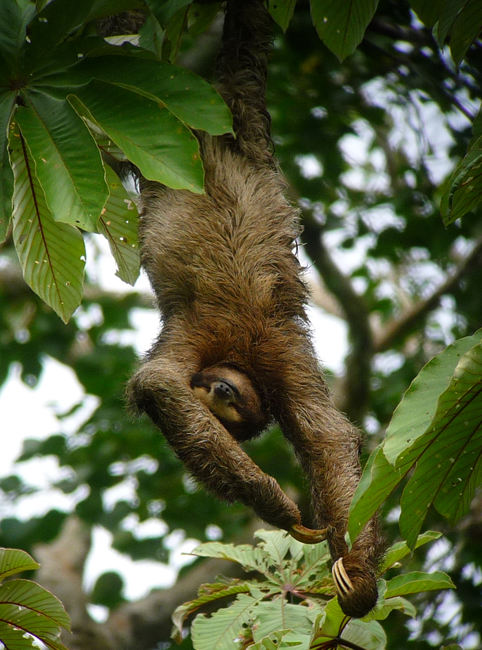 Brown-throated Three-toed Sloth