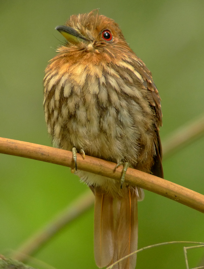 White-whiskered Puffbird, Semaphore Hill, Panama