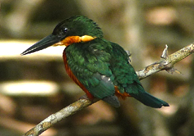Green-and-rufous Kingfisher. Photo by Gina Nichol.