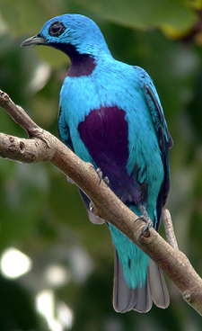 Blue Cotinga. Photo by Carlos Bethancourt