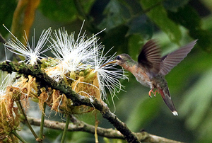 Rufous-breasted Hermit. Photo by Steve Bird. 