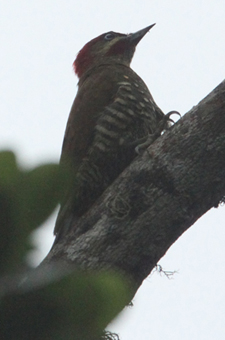 Striped-cheek Woodpecker. Photo by Steve Bird.