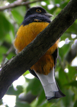 Surucua Trogon