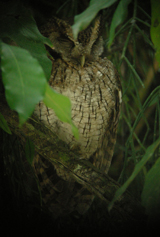 Tropical Screech Owl