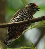 White-barred Piculet