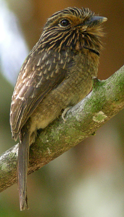 Crescent-chested Puffbird. Photo by Nick Bray.