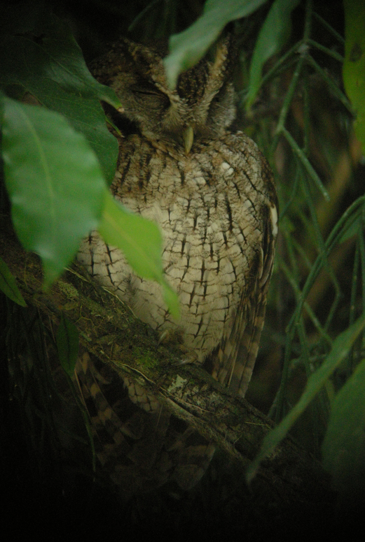 Tropical Screech Owl 