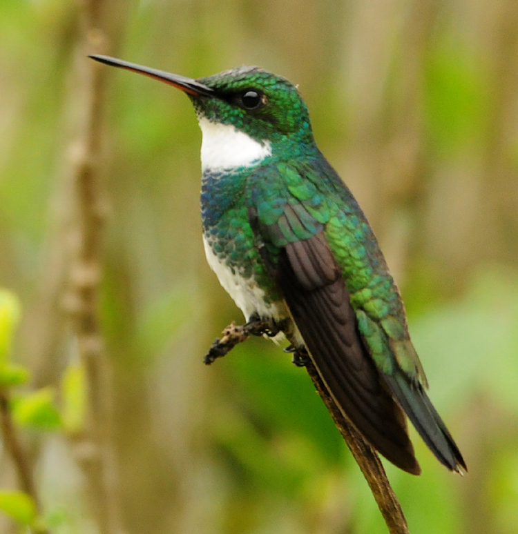 White-thorated Hummingbird