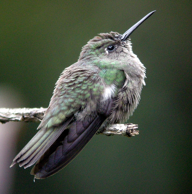 Sombre Hummingbird