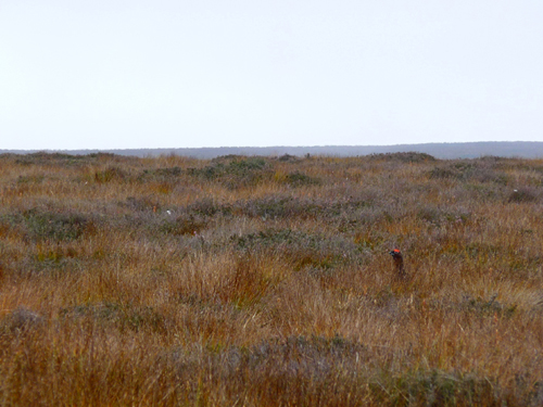 Red Grouse, Scotland.  Photo by Gina Nichol
