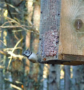 Crested Tit at a peanut feeder. Photo © Gina Nichol. 