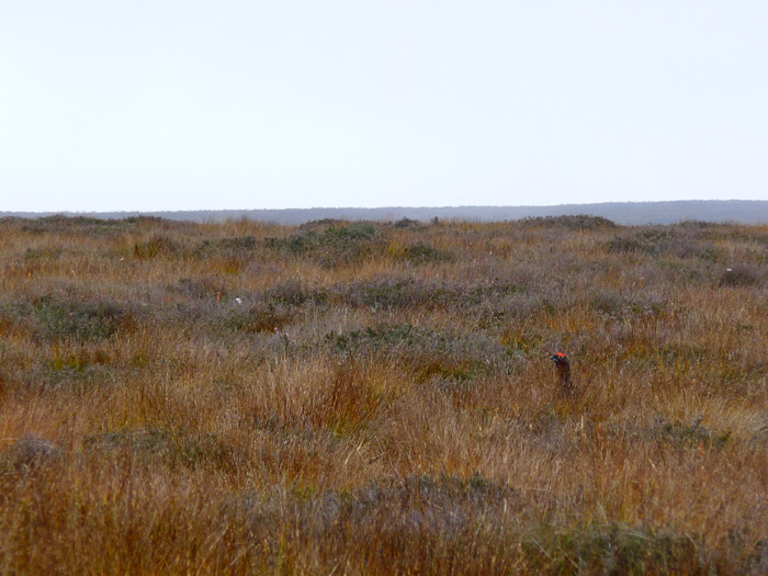 Red Grouse on the moor. Photo © Gina Nichol.