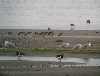 Love those waders and gulls. Photo © Gina Nichol. 