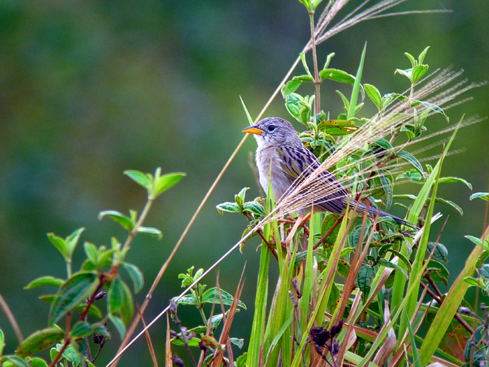 Wedge-tailed Grass Finch. Photo by Gina Nichol.