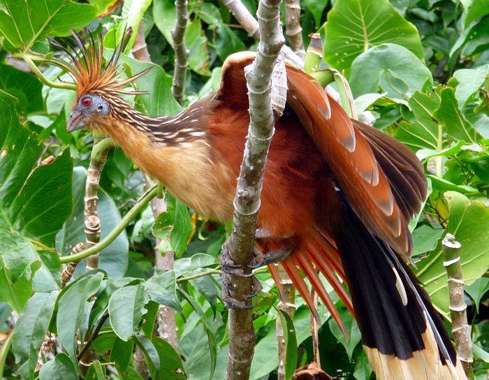 Hoatzin. Photo by Gina Nichol.