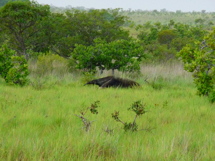 Giant Anteater. Photo by Gina Nichol.