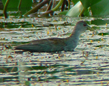 Asure Gallinule. Photo by Gina Nichol