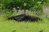 Giant Anteater. Photo by Gina Nichol.