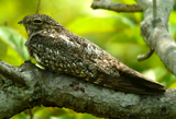 Lesser Nighthawk.  Photo by Gina Nichol.