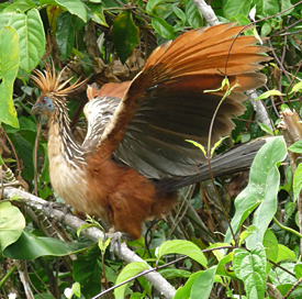 Hoatzin. Guyana's National Bird. Photo by Gina Nichol.
