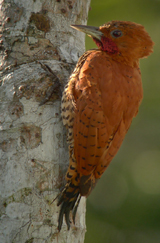 Cinnamon Woodpecker