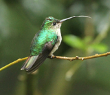 Violet-capped Hummingbird