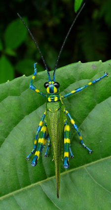 Glamour Bug. Photo by Gina Nichol.