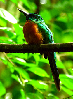 Great Jacamar. Photo by Gina Nichol. 