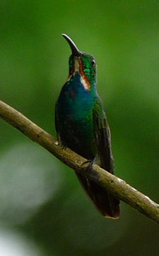 Veraguan Mango (juv). Photo by Gina Nichol. 