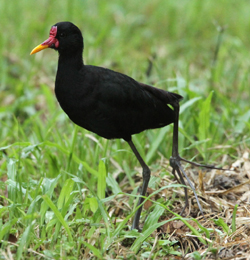 Wattled Jacana. Photo by Steve Bird.