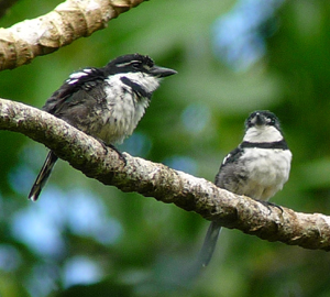 Pied Puffbirds. Photo by Gina Nichol.